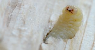 Ein echtes Ärgernis - der Holzwurm
