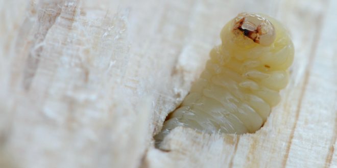 Ein echtes Ärgernis - der Holzwurm