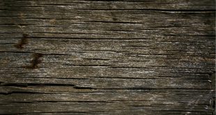 Risse im Holz sind ein häufiges Problem